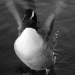bw-take-off