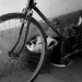 kaufman_greek-stray